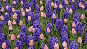 Вальс Цветов