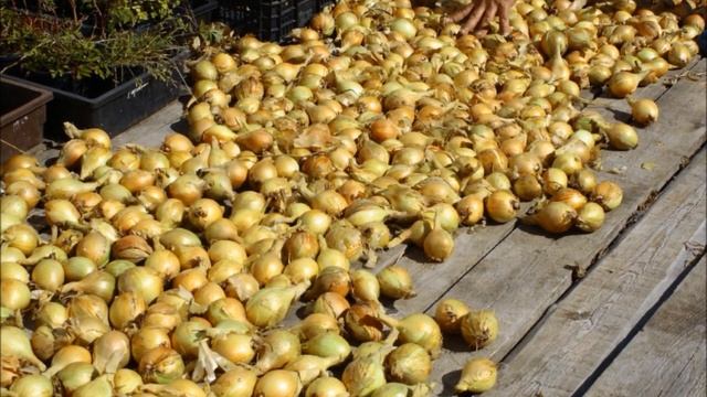 Лук Березовский Аристократ - самый крупный из шалотов!