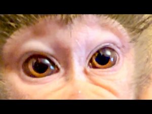 Жорик ПОШЕЛ В АТАКУ и забрал себе Люськин вольер, а она в отместку забрала его орехи!