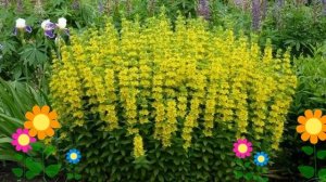 Вербейник точечный. Краткий обзор, описание характеристик, где купить саженцы, рассада