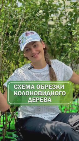 Обрезка колоновидного дерева🌳 #саженцы #питомникрастений #обрезкадеревьев #удалениеветвей