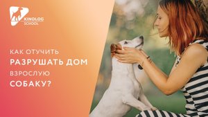 Как отучить разрушать дом взрослую собаку?