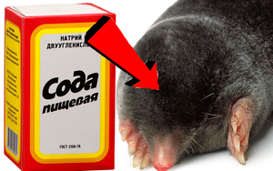 Как избавиться от Слепышей за 3 Секунды!