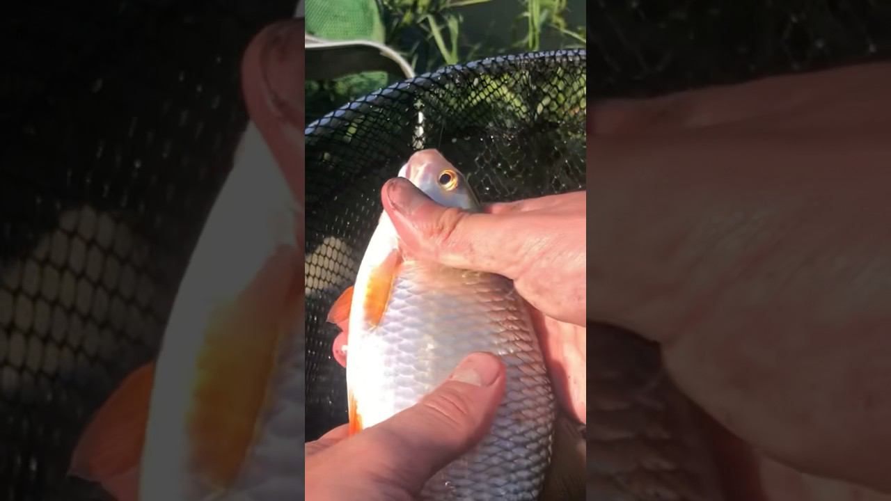 КУКУРУЗА В ДЕЛЕ смотреть онлайн