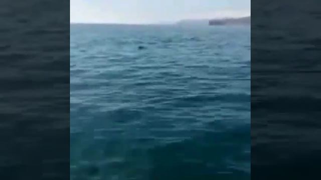 orca s attack касатки напали на глупых людей смотреть онлайн