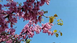 Стамбул в розовом цвете: Иудово дерево - Церсис