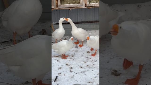 Гуси всем привет передают смотреть онлайн