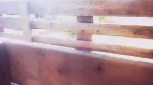 Учим козла показывать язык 😂