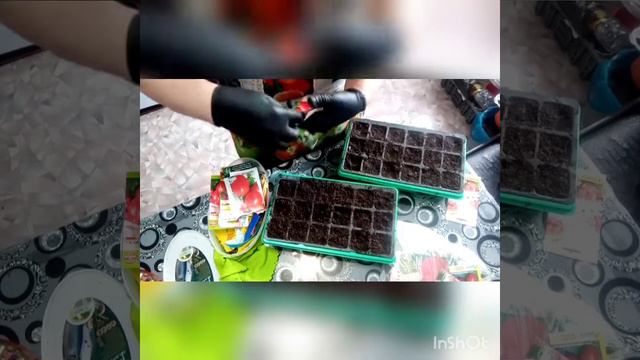 Посадка томатов для начинающих садоводов. Как делаю я!