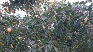 Груша ДУХМЯНАЯ. Видеообзор и отзывы.  Вкусно не то слово!