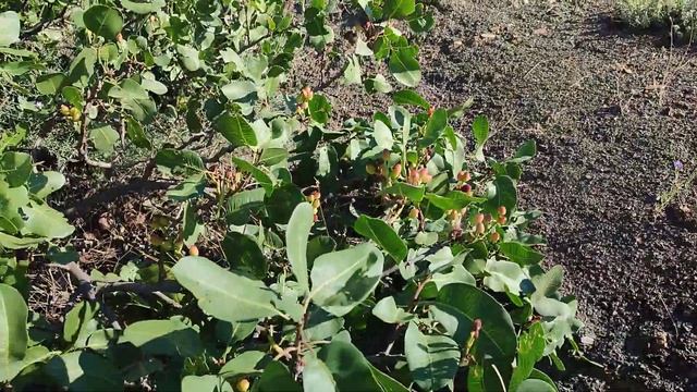 Фисташка съедобная в горах Крыма! смотреть онлайн