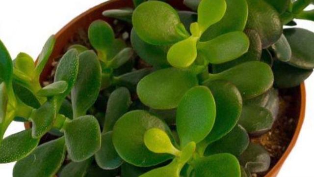 Многие держат дома денежное дерево. Но не догадываются какую пользу оно может нести. смотреть онлайн