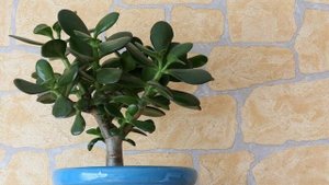 Денежное дерево -Толстянка. Его магическое свойство.