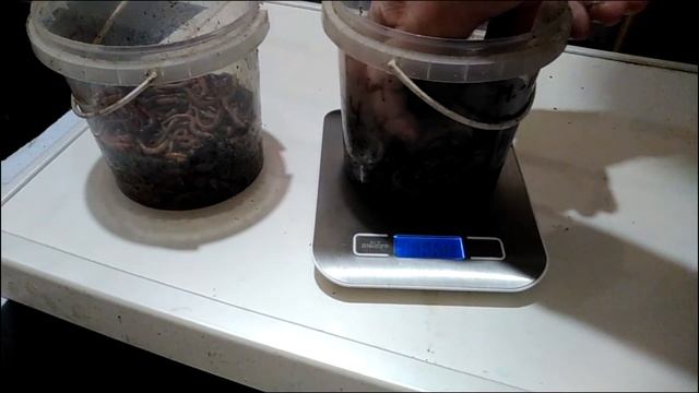 Дендробена. Питательный субстрат и запаренные отруби.
