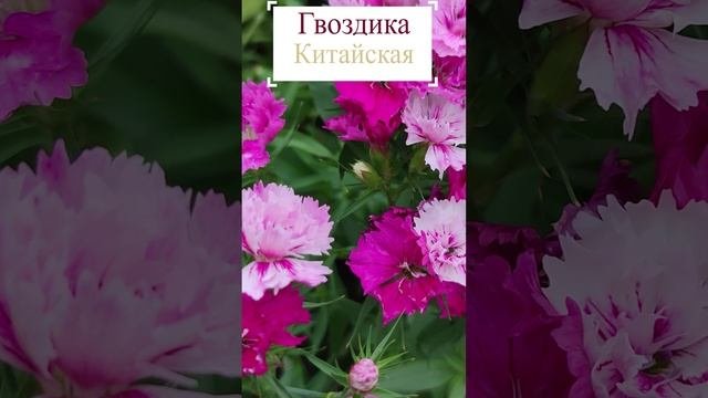 Гвоздика китайская в саду. (Dianthus chinensis).?