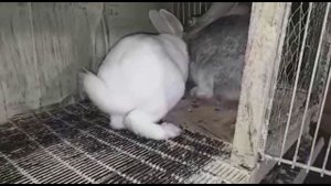 разделяем молодняк кроликов по половому признаку