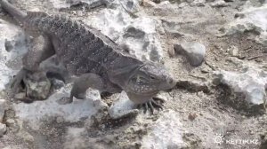 Игуаны - Iguanas