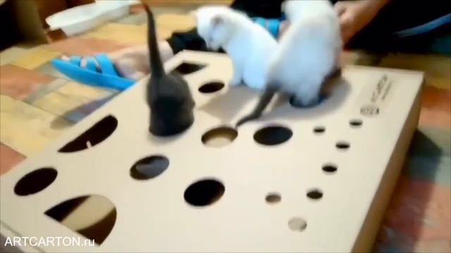 ТРОЕ КОТЯТ С ИГРОВЫМ ПОЛЕМ ARTCARTON смотреть онлайн