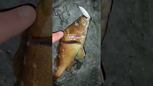 морская рыбалка под Русским мостом.Владивосток