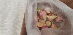 Яровой чеснок посадка