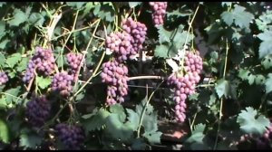 Виноград Алексеевич и Ася селекции В. Загорулько (Grapes Alekseevich and Asya)