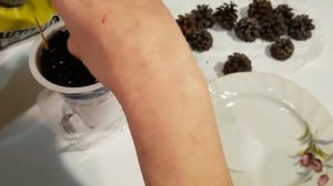 Посев семян горной сосны в домашних условиях 1 часть