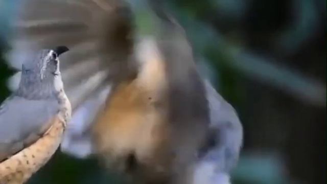 Птичья капоэйра смотреть онлайн