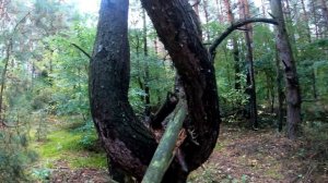 БЕЛЫЕ/ И РЯДОВКА ТОПОЛЕВАЯ ПОПЕРЛА