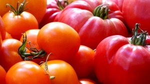 Эти сорта томатов самые урожайные! Сажайте эти сорта помидор в 2022!