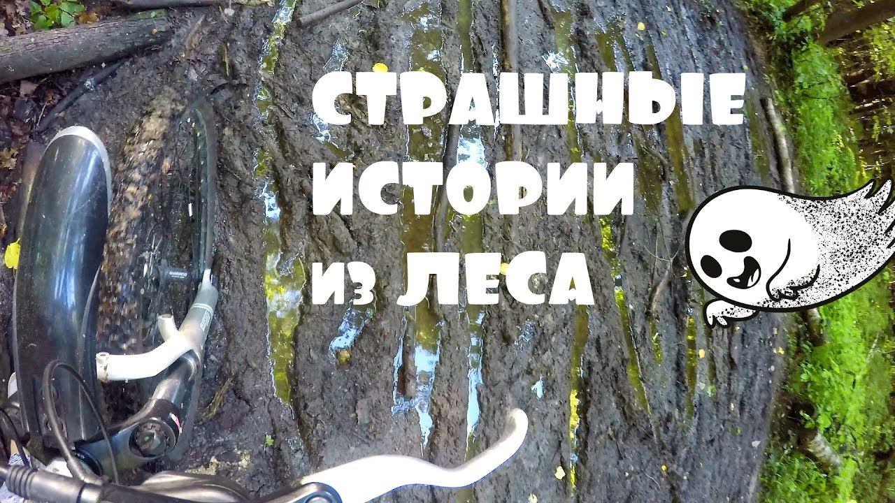 СТРАШНЫЕ  ИСТОРИИ ИЗ ЛЕСА ПОМОЙКА - ЛЮКС ДЛЯ КОШЕК