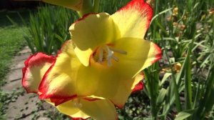 Gladiolus primulinus ´Las Vegas´