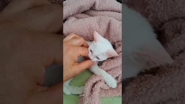 Нашел котенка на улице. Даже породистых выкидывают ? Все будет хорошо ❤