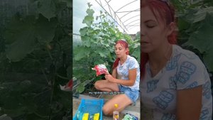 чем и когда подкормить огурцы?!!! #огурцы #огород #дача #теплица #агроном