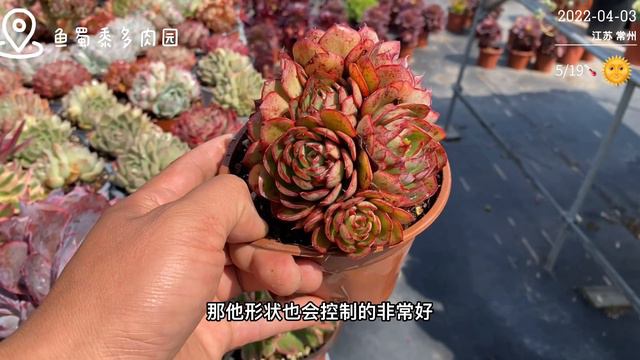 种植多肉植物一定要用高比例的颗粒土吗？其实真的没必要哦