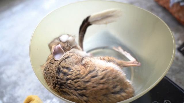 Тушканчики уснули в холодильнике