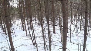 Гоняем зайца тремя собаками или охота на зайцев стайкой гончих!