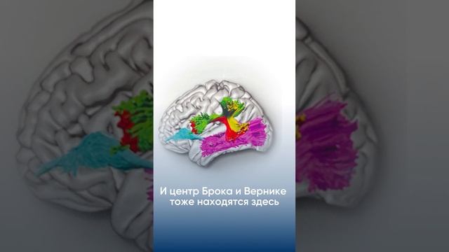 Где спряталась речь?⠀На видео вы можете увидеть, как устроена речь, это реально красиво ❤️⠀