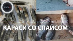Пенсионерка прятала наркотики в карасях | 70-летняя курьер везла "Спайс" в мороженой рыбе