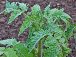 ЧЕМ ПОДКОРМИТЬ ТОМАТЫ ВО ВРЕМЯ ЦВЕТЕНИЯ И НАЧАЛО ПЛОДОНОШЕНИЯ.КОМПЛЕКСНЫЕ УДОБРЕНИЯ.