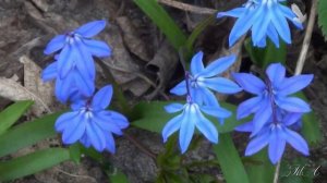 ?   Для души...  "Посвящение"  -  Карен Саркисян   Karen Sarkisyan  -  "Dedication"