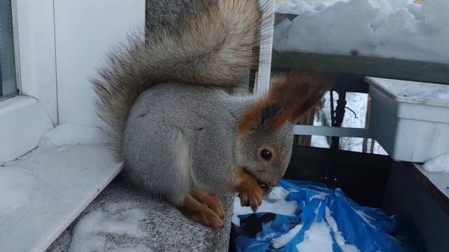 Показываю,где живут белочки#животные#animals#белка#squirrel#зима