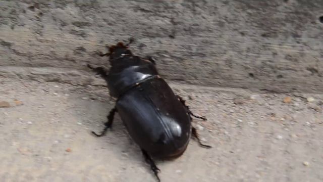 Really big Rhinoceros Beetle bite / огромный жук носорог кусает 21 смотреть онлайн