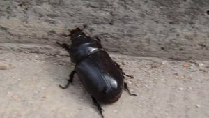 Really big Rhinoceros Beetle bite / огромный жук носорог кусает 21