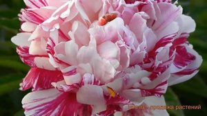 Пион травянистый Кэнди Страйп (paeonia candy stripe) ? обзор: как сажать, саженцы пиона Кэнди Страй