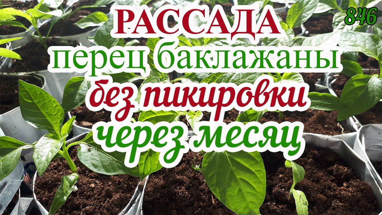 ПЕРЕЦ Выращивание Без Пикировки   Рассаде Перца и Баклажан месяц