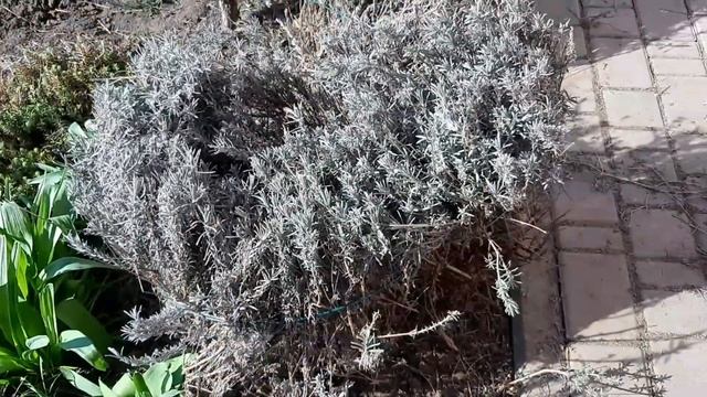 Весна. Обрезаем, чистим кусты лаванды.