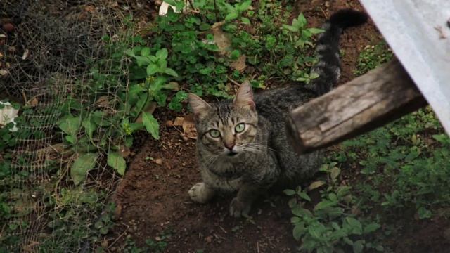 mis primeras fotos con cámara .canon sx160 is смотреть онлайн