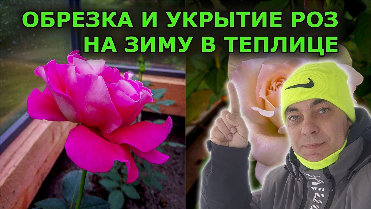 Как обрезать и укрывать розы осенью в теплице. Как выращивать розы в теплице. Розоводство.