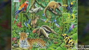 География 8 класс, тема ПРИРОДА ЮЖНОЙ АМЕРИКИ