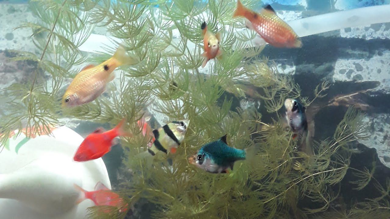 35 Литровый Аквариум смотреть онлайн